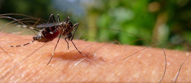 Em novo calendário epidemiológico, Maringá confirma um caso de dengue