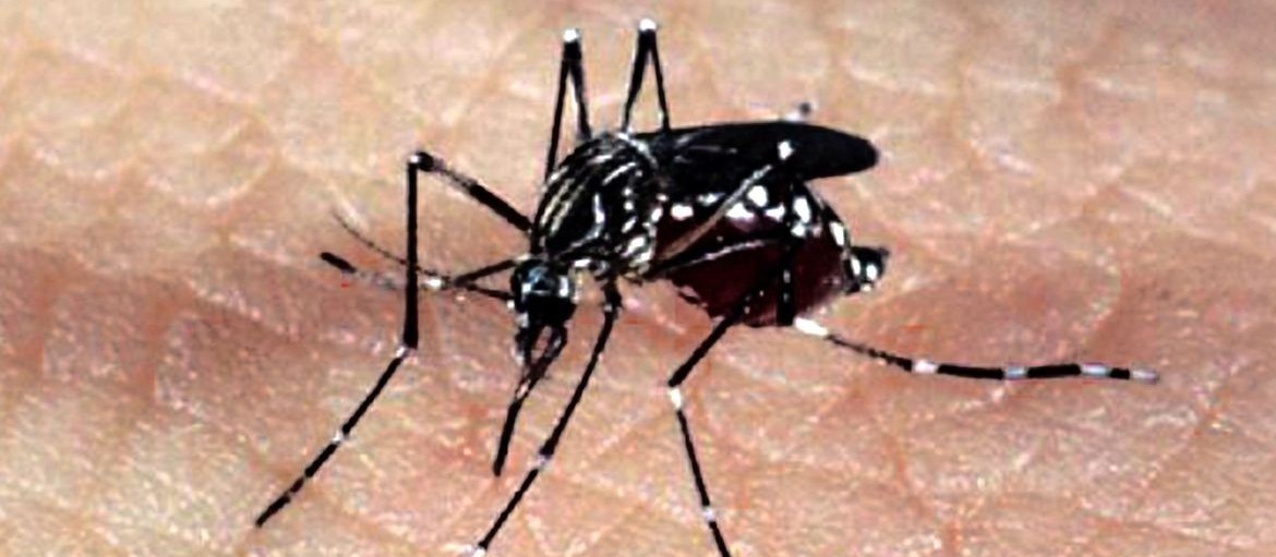 Maringá confirma a 6ª morte por dengue no atual período epidemiológico