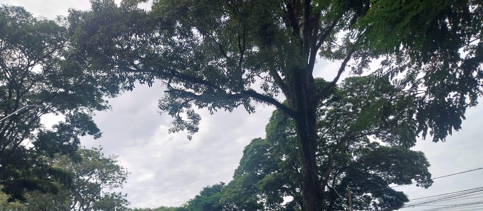Domingo (8) com previsão de chuva em Maringá