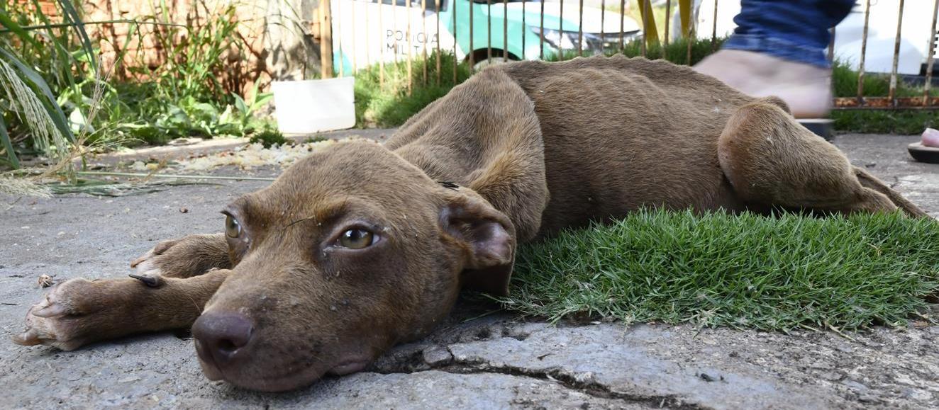 Agentes resgatam animais abandonados dentro de casa em Umuarama