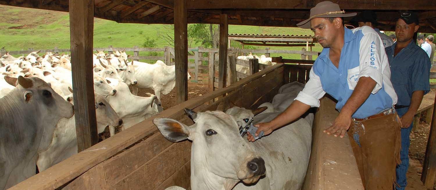 Vacinação da febre aftosa encerra ano que vem