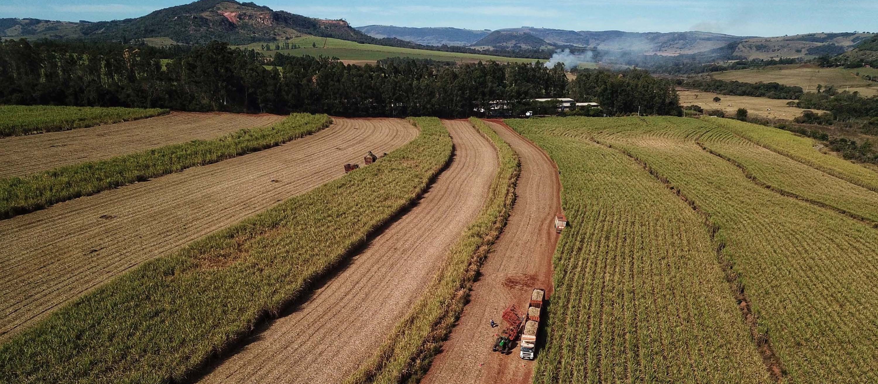 Produção de cana-de-açúcar na safra de 2021/2022 registrou 585,2 milhões de toneladas 