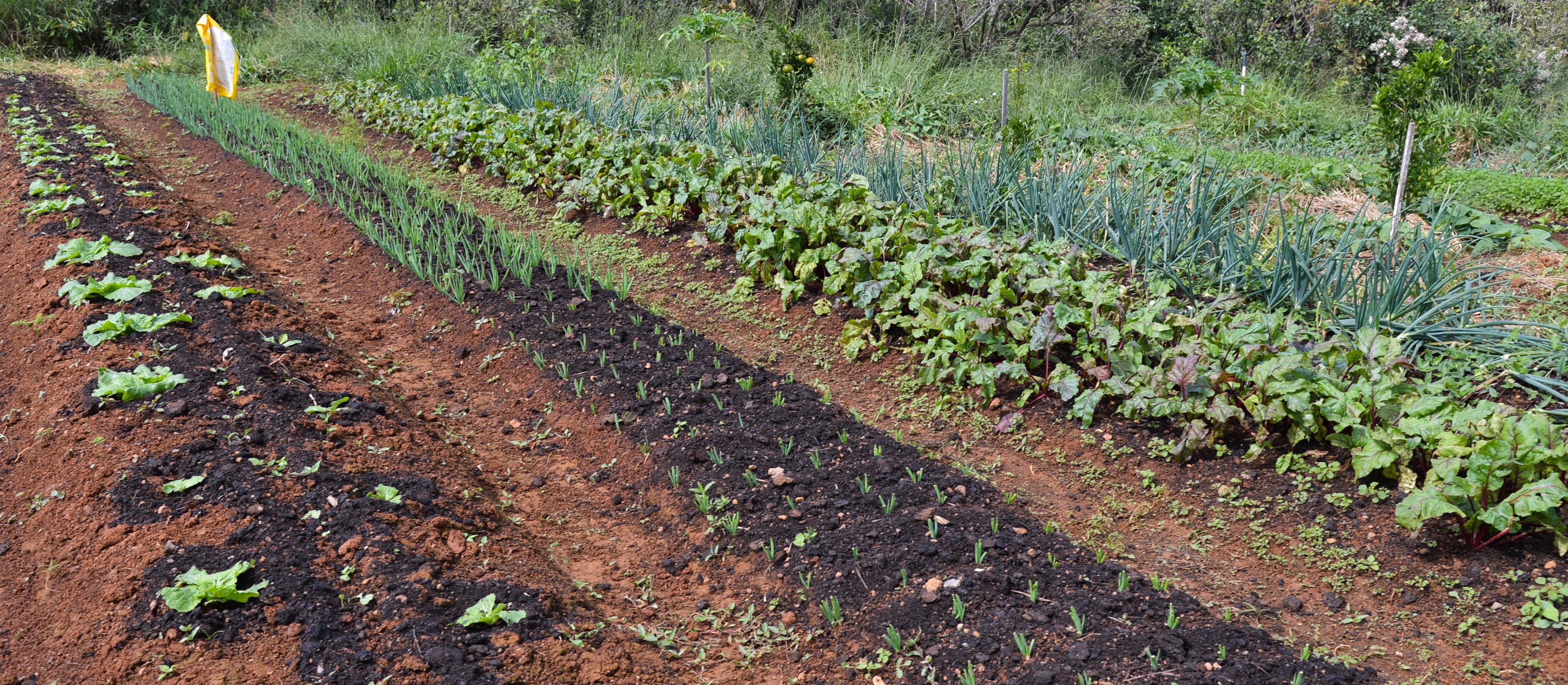 Elevação de preço das matérias-primas aumenta custos da nutrição vegetal