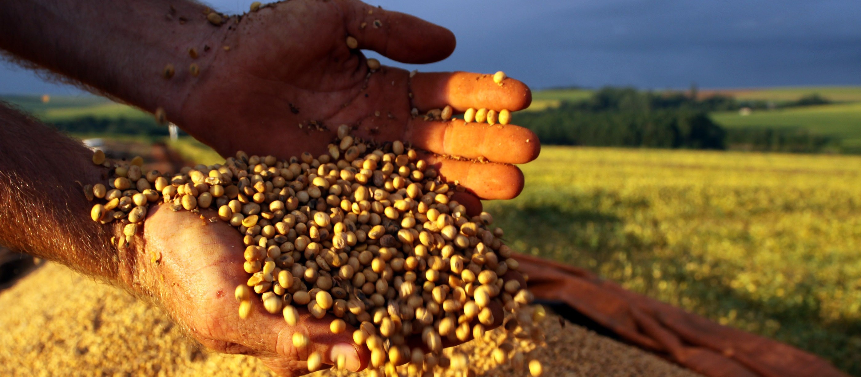 Estimativa do Valor da Produção Agropecuária para este ano é 5,2% menor que em 2017