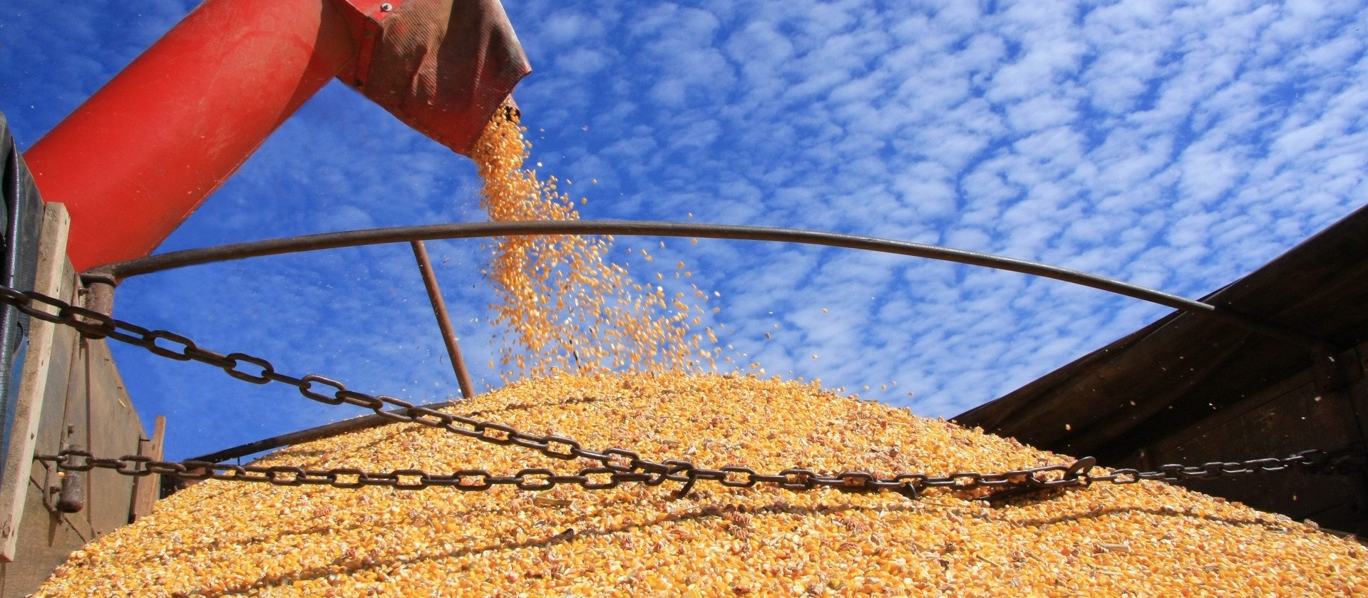 Brasil deve colher 119 milhões de toneladas de soja 
