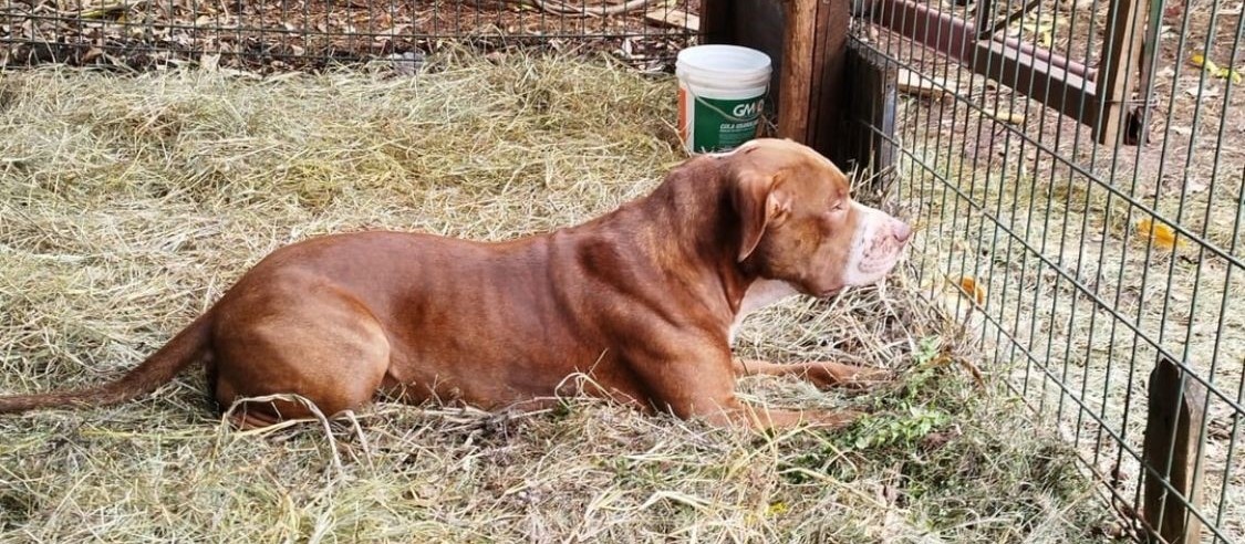 Pitbull que atacava pessoas e cães é apreendido em Sarandi