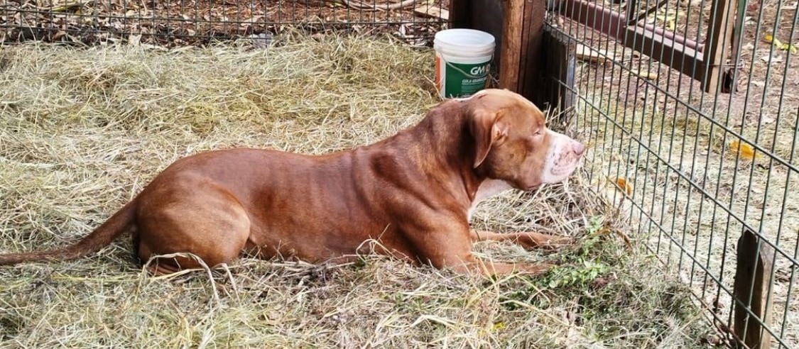 Pitbull que atacava pessoas e cães é apreendido em Sarandi