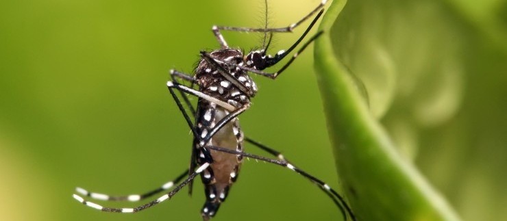 Maringá entra em epidemia de dengue