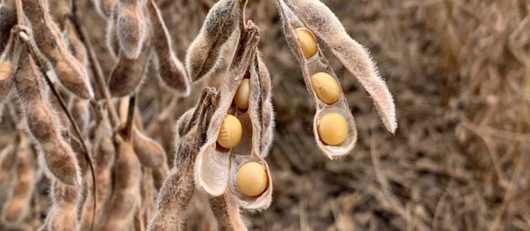 Cotações de produtos agrícolas: quarta-feira [18 de setembro]