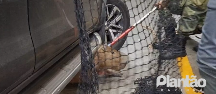 Vídeo: capivara é capturada dentro de estacionamento de supermercado em Maringá