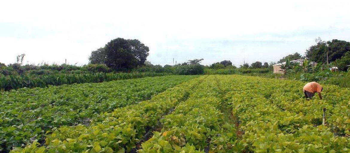 Segurança agrícola é questão de cultura