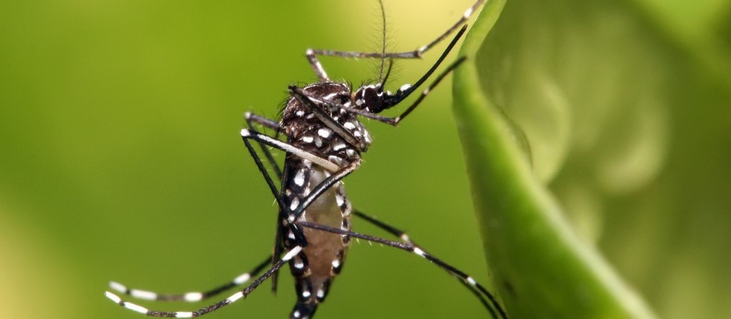 Circulação do sorotipo 3 da dengue preocupa especialistas