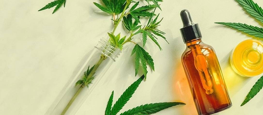 Mandaguari vai produzir medicamento à base de cannabis