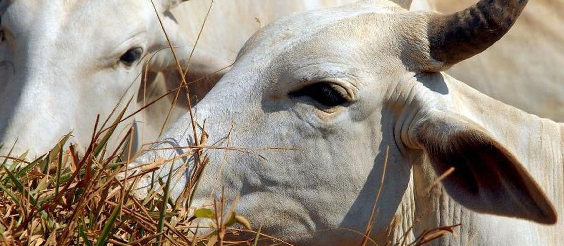 IBGE: cresce abate de bovinos, suínos e frangos