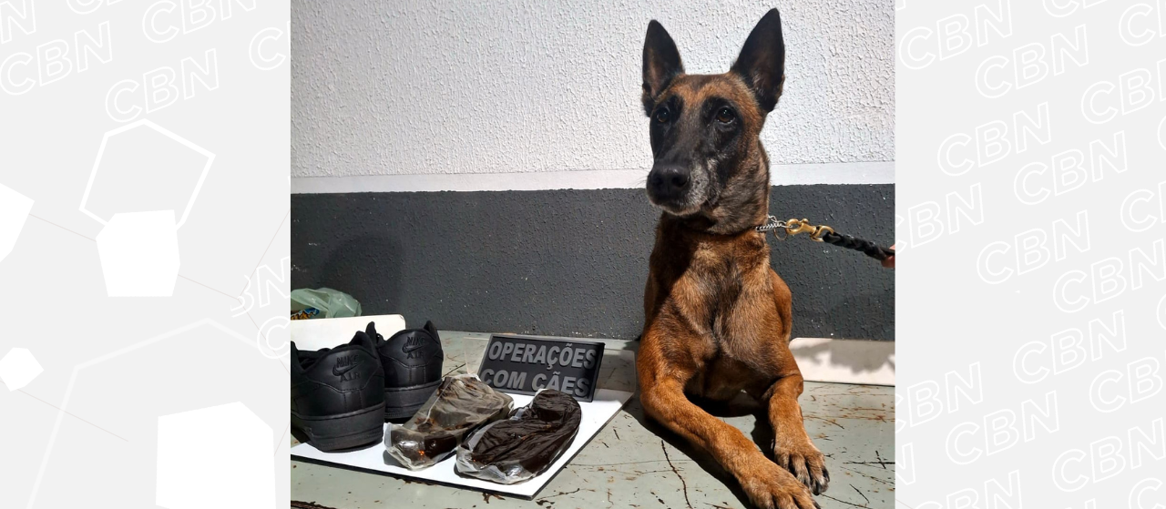 GCM apreende haxixe em banheiro na rodoviária de Maringá