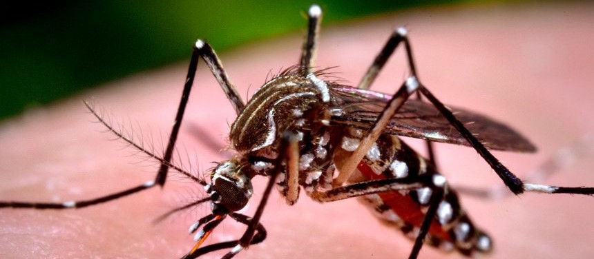 Maringá registra 223 casos de dengue em uma semana, aponta Sesa