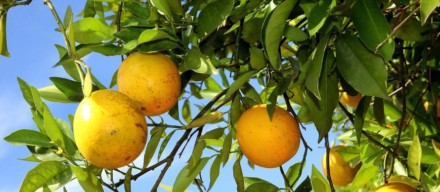 Preços da laranja seguem em alta desde o início da safra