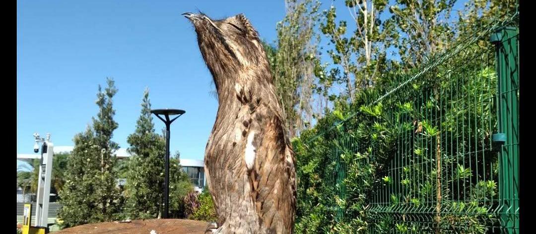 Urutau faz sucesso no Eurogarden; saiba mais sobre este pássaro