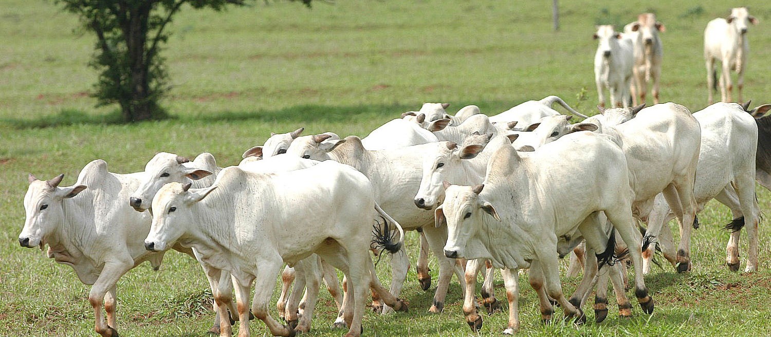 Alimentação do gado está completamente ligado com a qualidade da carne 