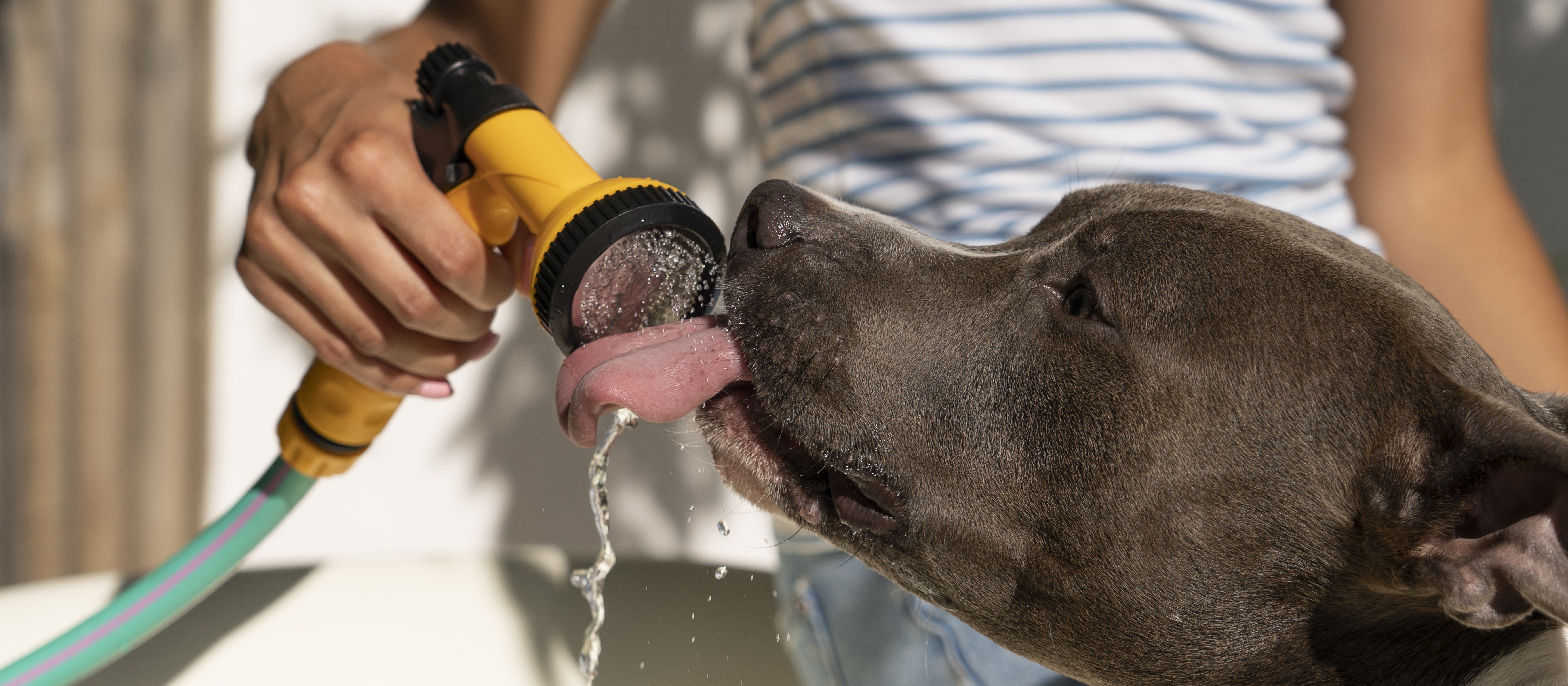 Pets precisam de cuidados especiais em dias quentes