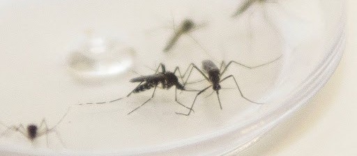 Maringá tem 63 casos confirmados de dengue