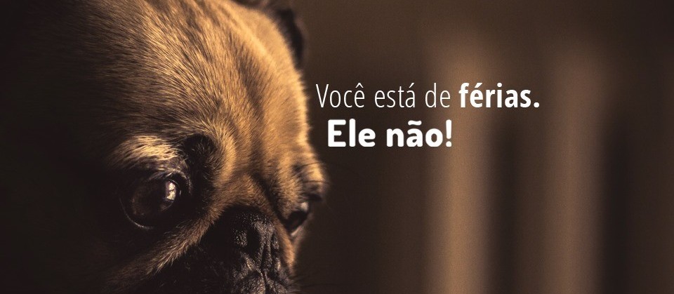 Abandono de animais é crime 