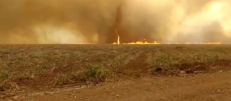 Incêndio fora de controle está destruindo plantações na região de Maringá