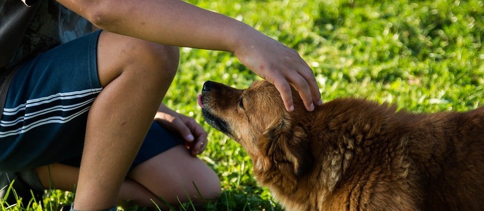 Amizade entre homem e cão é milenar