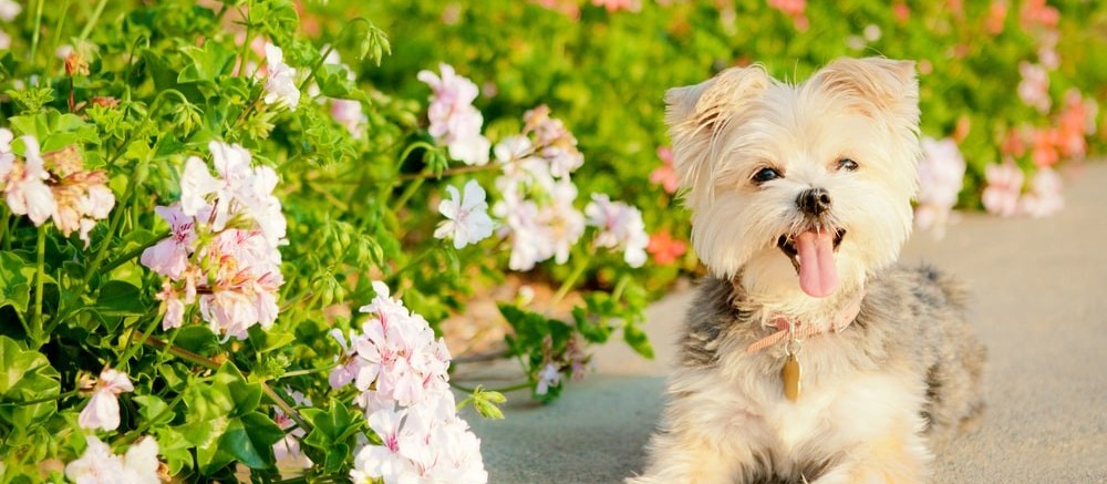 Primavera aumenta a incidência de alergia nos pets; saiba como prevenir