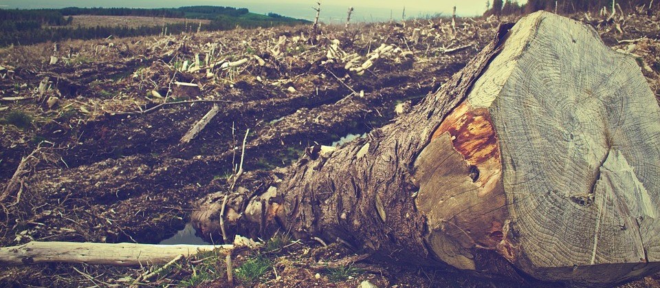 Ser humano é alterar a natureza