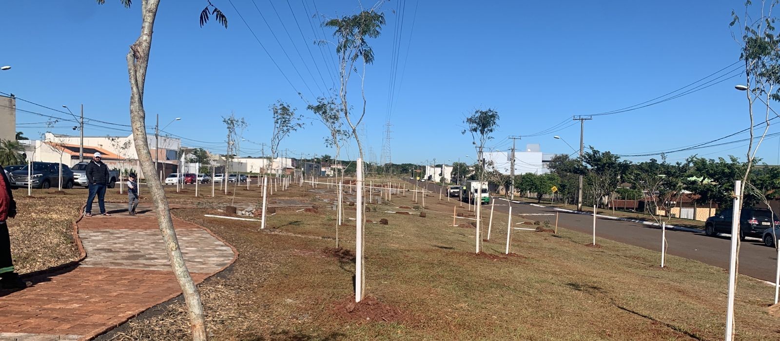 Maringá planta 500 mudas de árvores em quatro locais da cidade