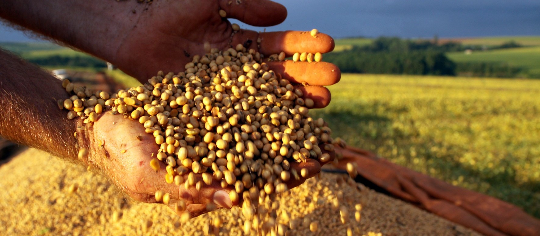 Brasil pode ultrapassar EUA e se tornar o maior produtor de soja do mundo