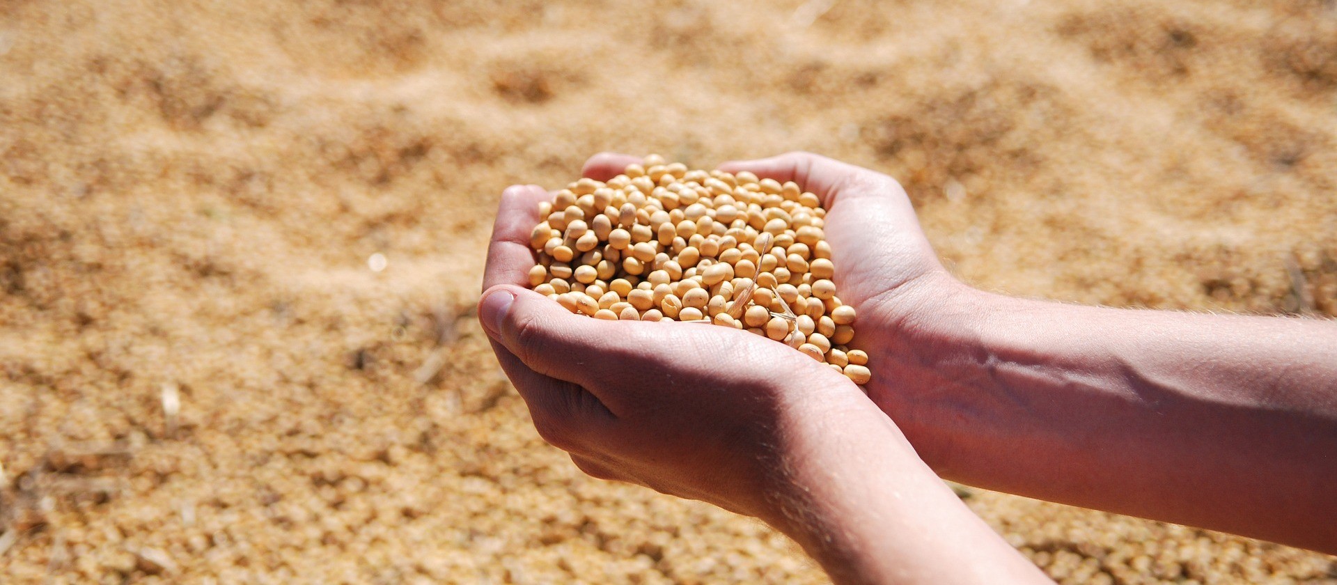 Portos do Arco Norte embarcaram 34% da soja e 31% do milho entre janeiro e agosto