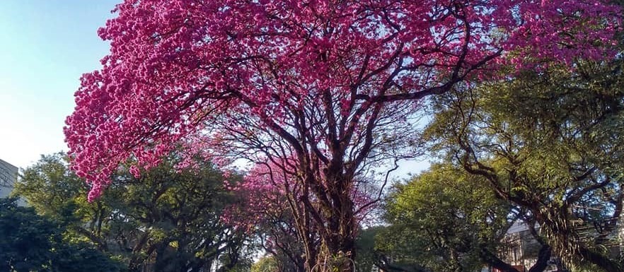 Florada dos ipês-roxos transformam a paisagem de ruas e avenidas de Maringá