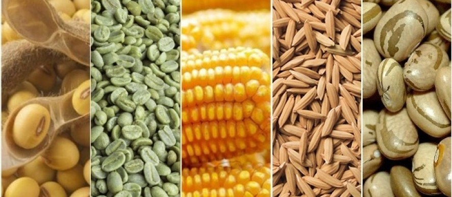 Produção nacional de grãos é estimada em 241,3 milhões de toneladas 