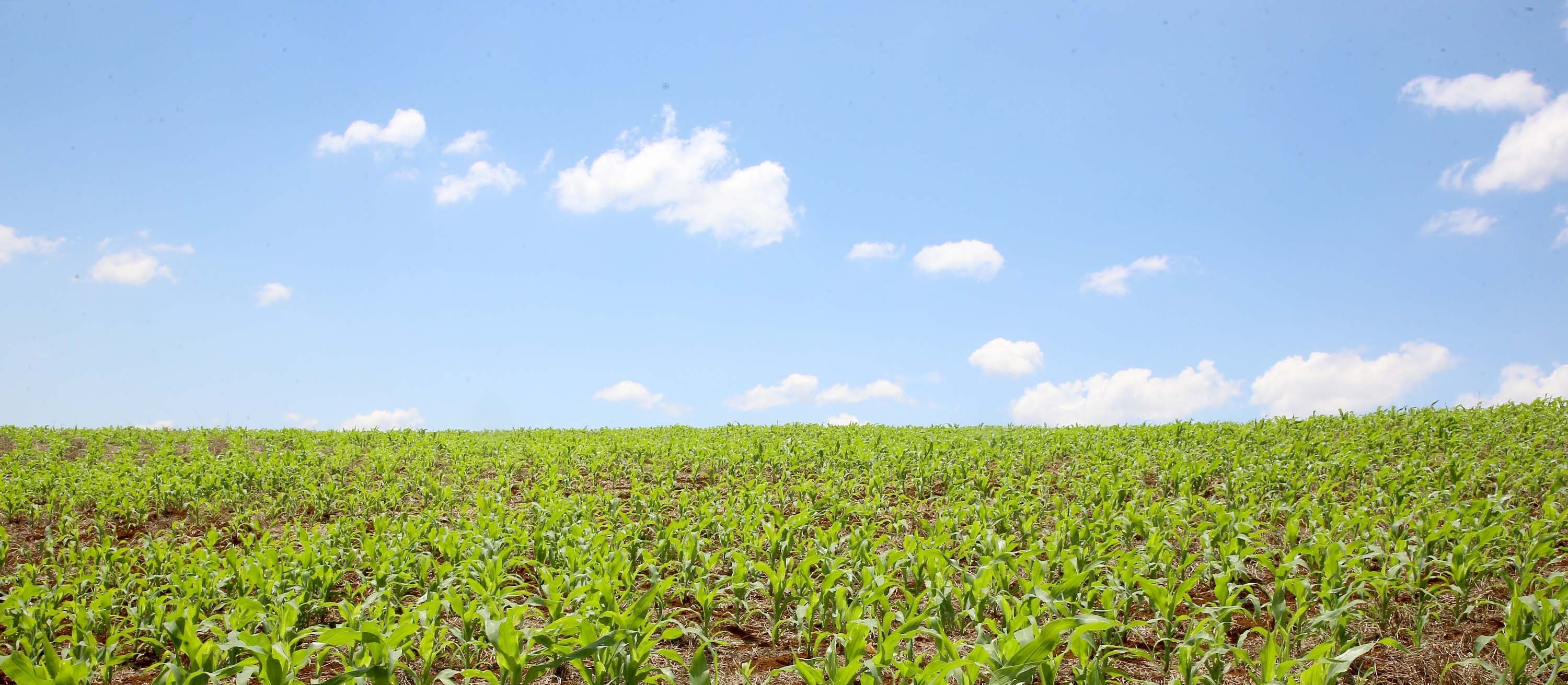 Valor Bruto da Produção Agropecuária deve crescer 2,7%