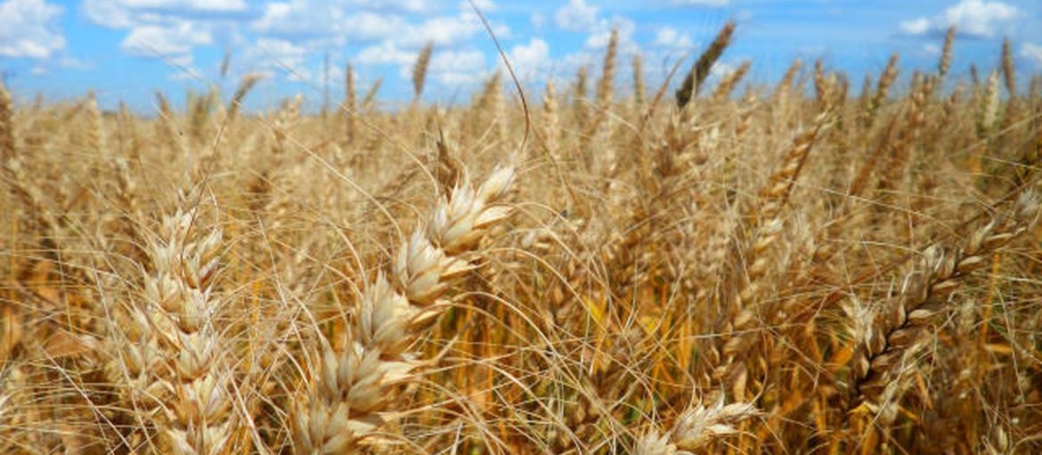 Brasil registra maior produção de trigo de sua história