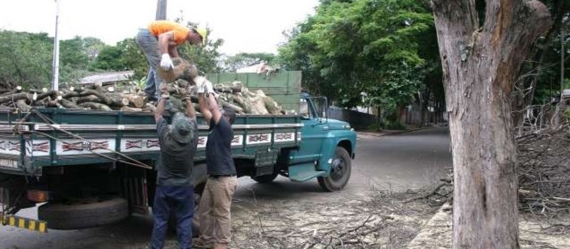 De 2017 até o momento, 12 mil árvores foram cortadas em Maringá