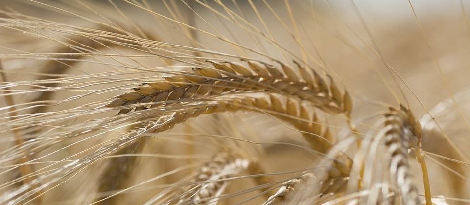 Paraná: Colheita do trigo deve ser encerrada nesta semana, diz Deral