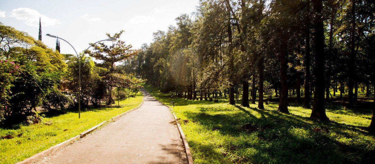 Plano de Arborização de Maringá entra em consulta pública