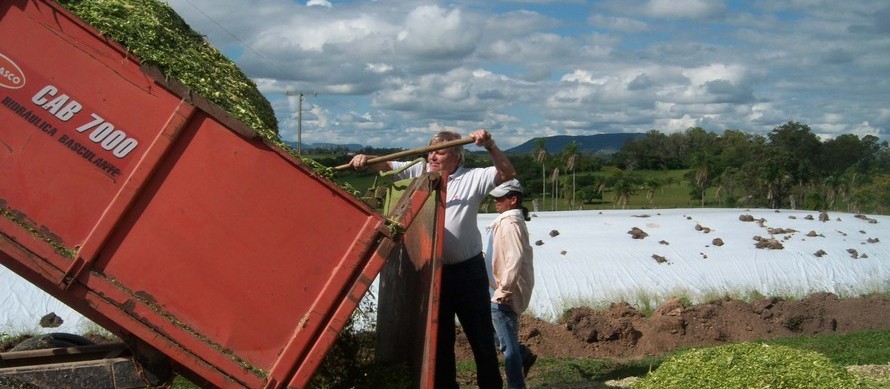 Emater orienta produtores para produção de silagem