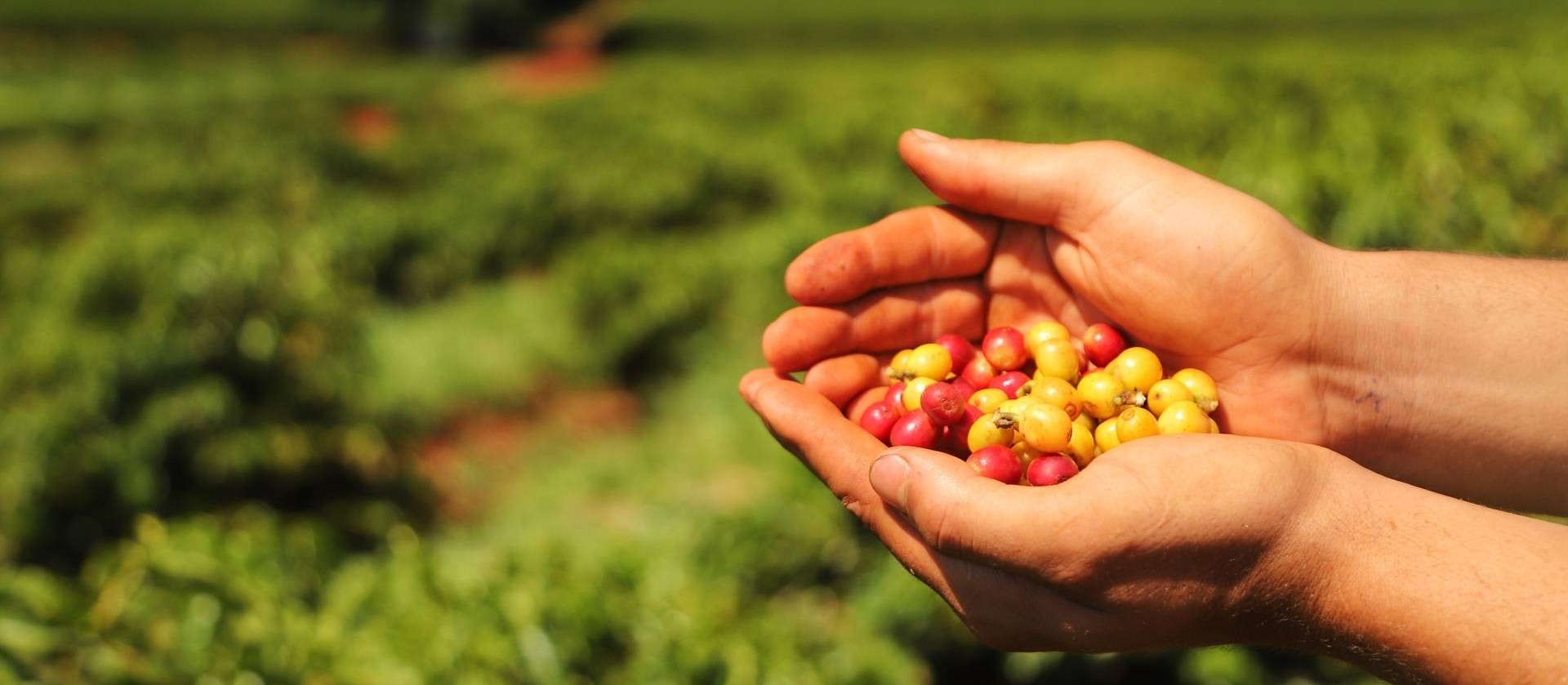 Receita bruta dos cafés totaliza R$ 38,6 bilhões no Brasil