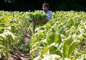 Ocepar, órgão que representa as cooperativas paranaenses, completa 40 anos em 2011