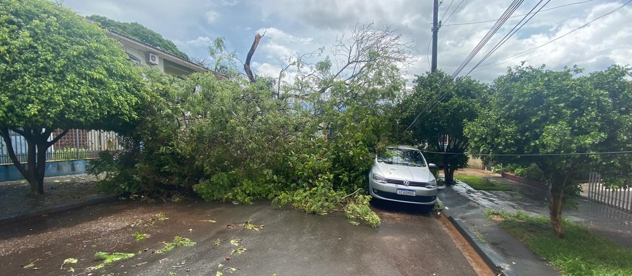 Chuva derruba quatro árvores em Maringá. Veja imagens