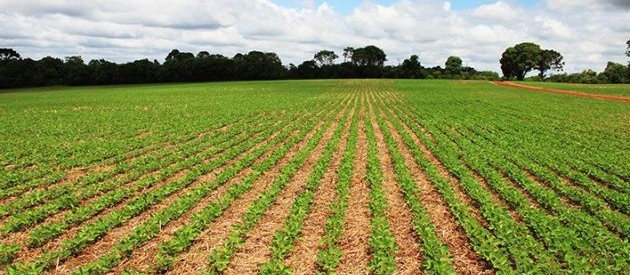 Plantio de soja no Brasil alcança 21% da área projetada para a safra 2019/20