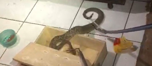 Cobra cascavel é encontrada por família dentro de casa em Sarandi