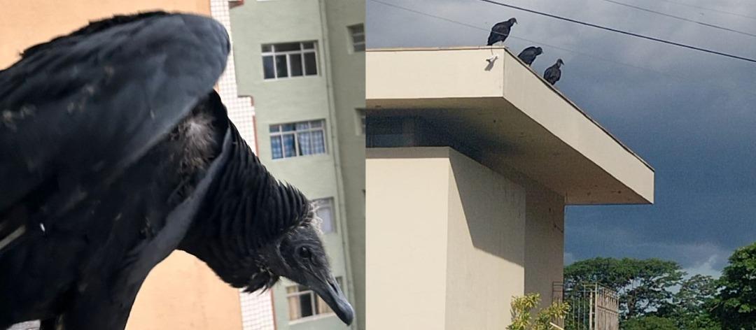 Em temporada de reprodução, urubus são vistos com mais frequência na área urbana