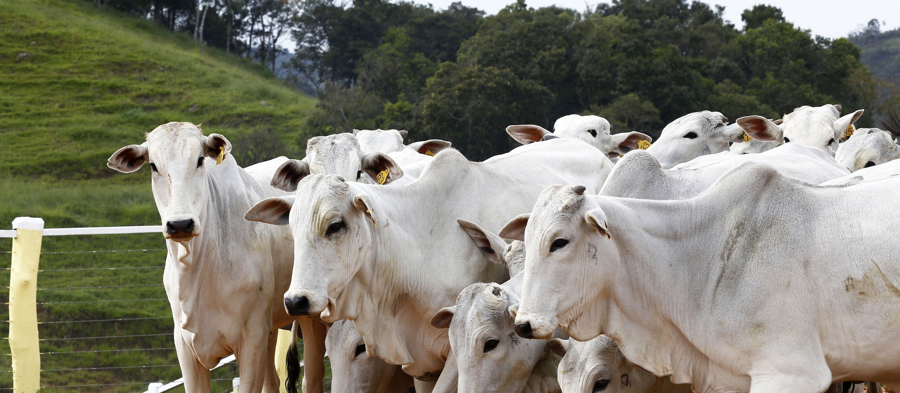 Falta de boi garante arroba firme, mesmo com mercado doméstico dormente