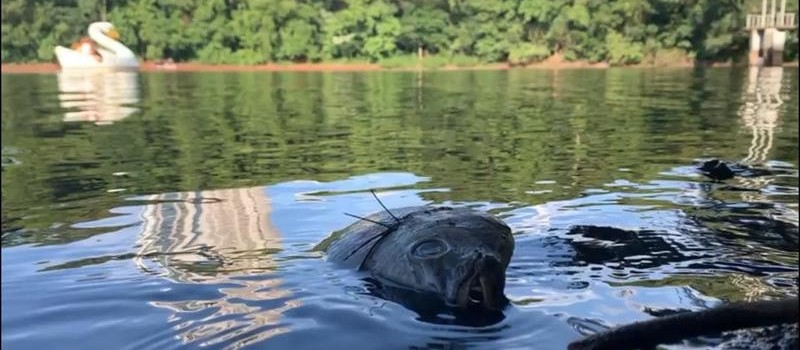 Peixes do Parque do Ingá são retirados nesta sexta-feira (12)