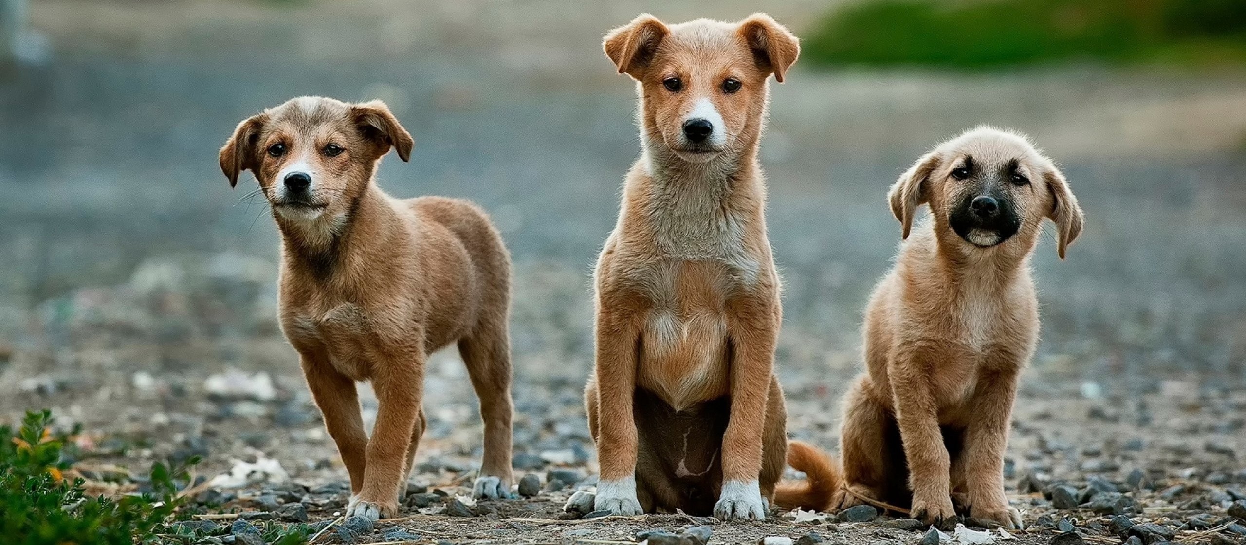 Quase 7 mil animais foram castrados em 2019